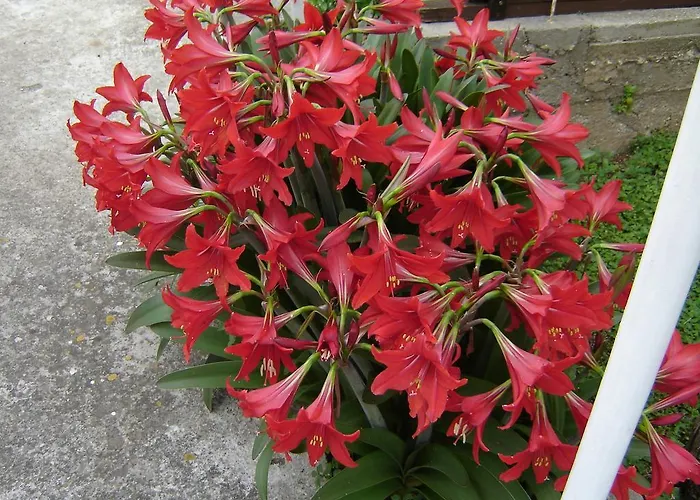 아파트먼트 루나 흐바르