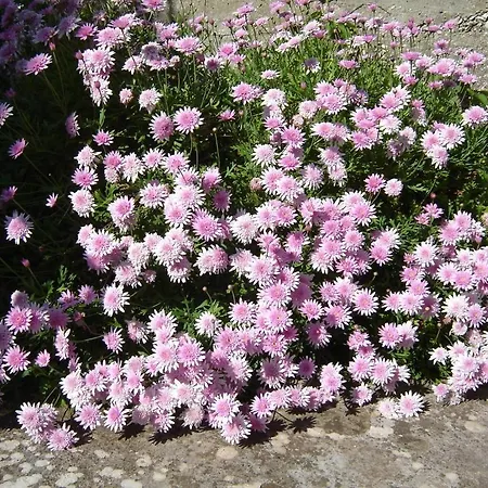 Luna Lägenhet Hvar Town