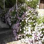 Luna Apartman Hvar Town